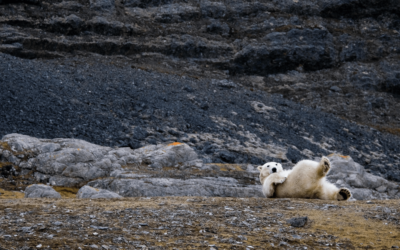 Why Visit Svalbard?