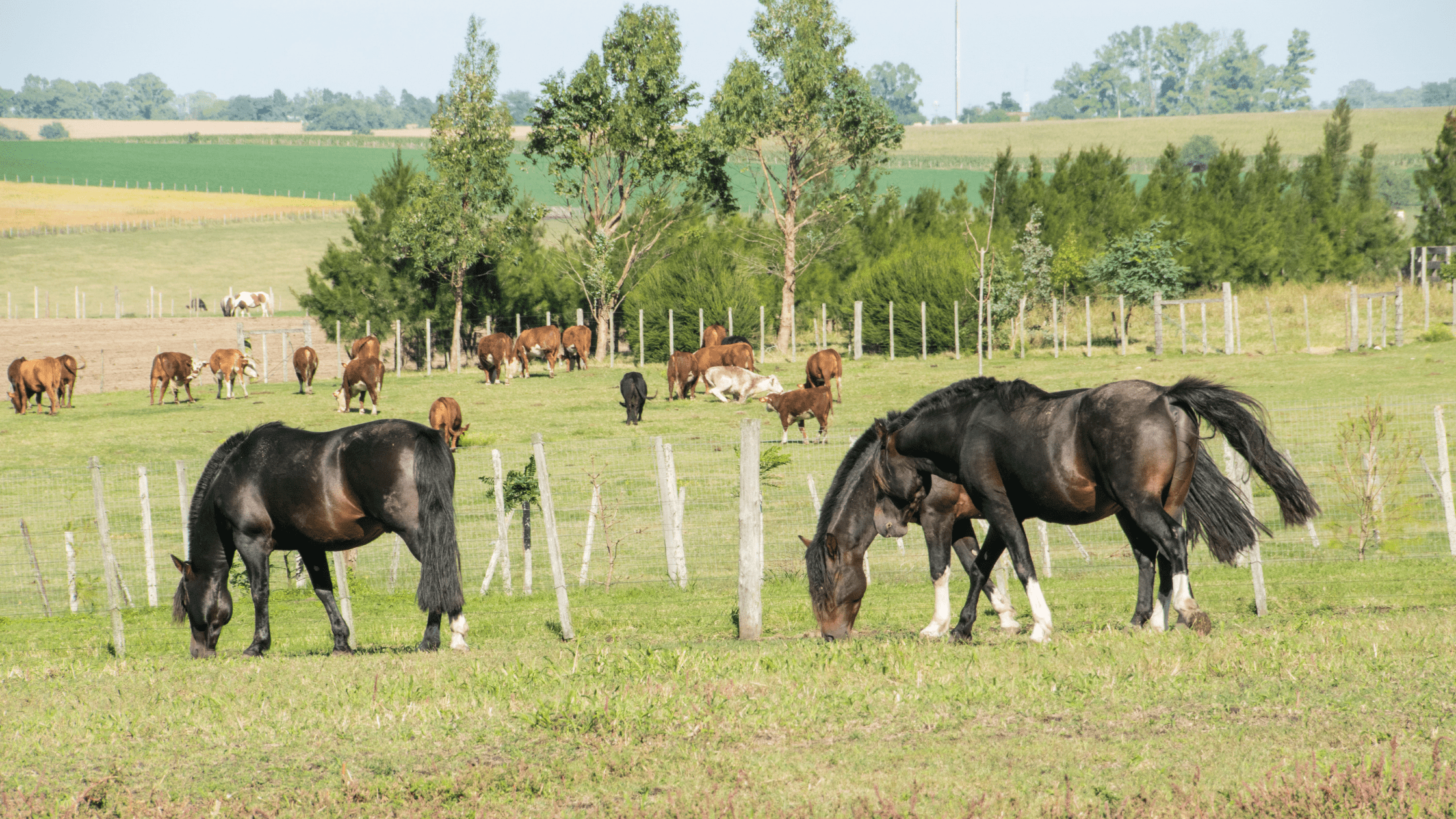 Uruguay